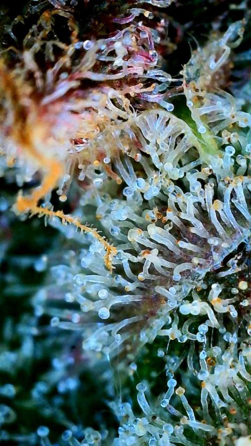 Five Plants One Goal. Week 12