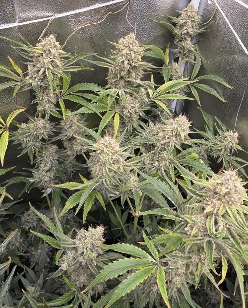 Five Plants One Goal. Week 12