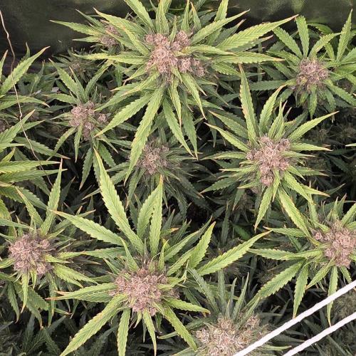 Five Plants One Goal. Week 12