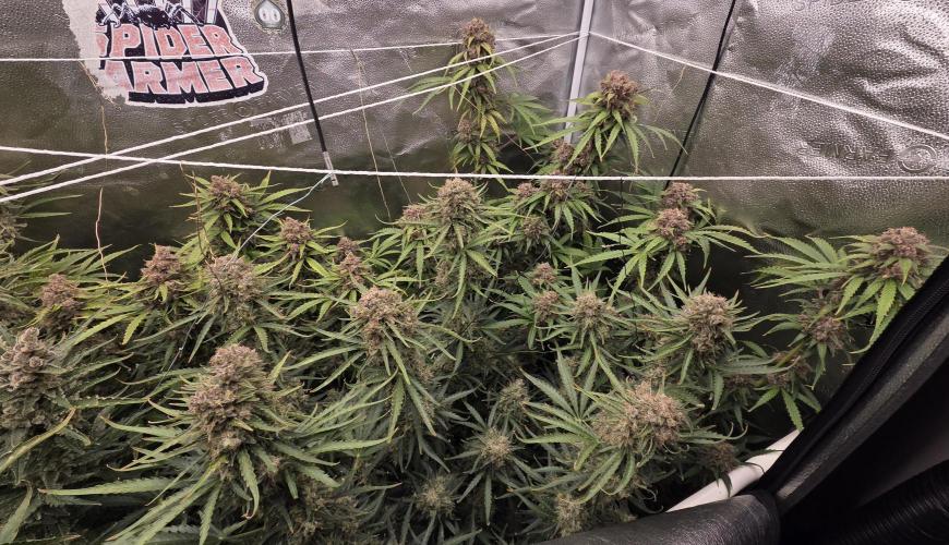 Five Plants One Goal. Week 12