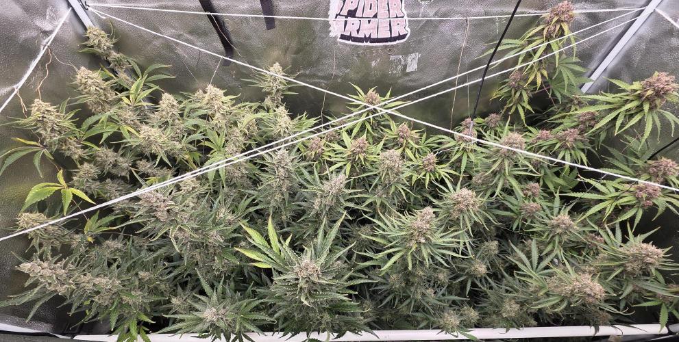 Five Plants One Goal. Week 12