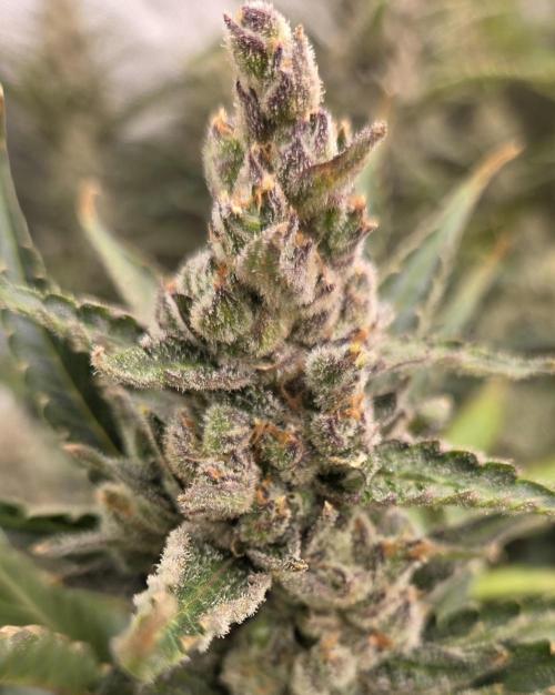 Five Plants One Goal. Week 12