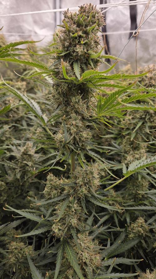 Five Plants One Goal. Week 12