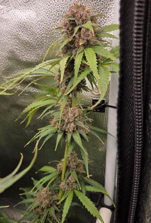 Five Plants One Goal. Week 12