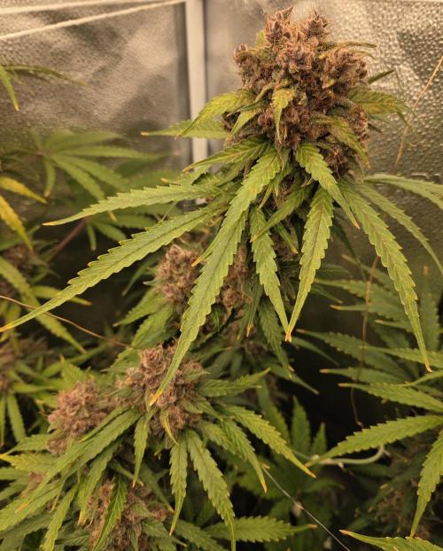 Five Plants One Goal. Week 12