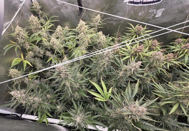 Five Plants One Goal. Week 12