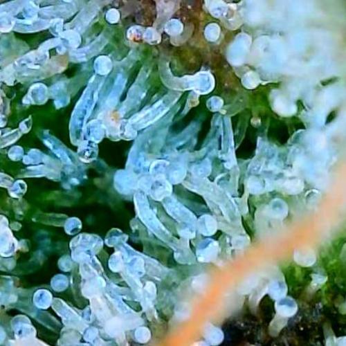 Five Plants One Goal. Week 12