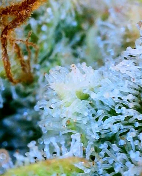 Five Plants One Goal. Week 12