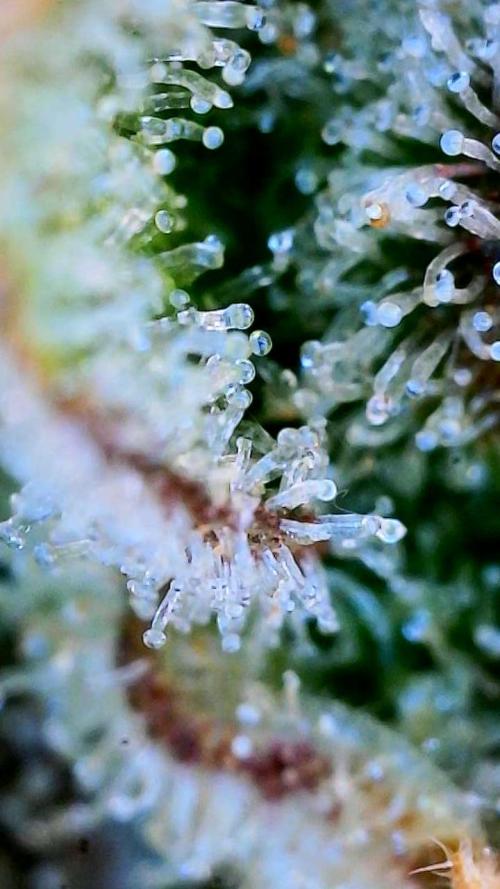 Five Plants One Goal. Week 12