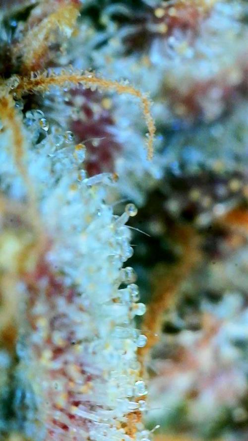 Five Plants One Goal. Week 12