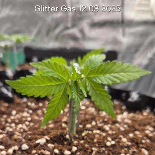 Glitter Gas. Week 4