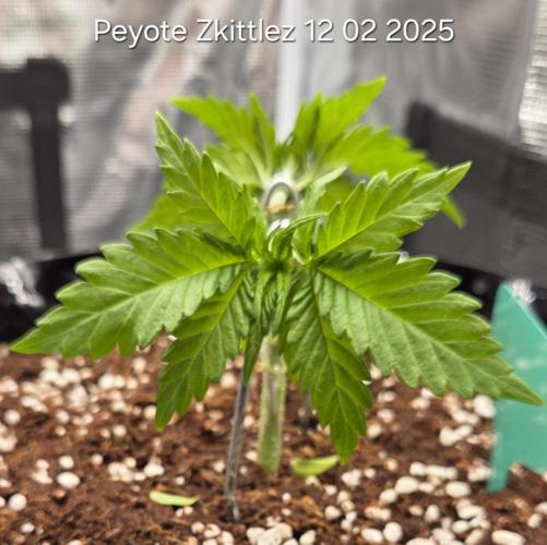 Peyote Zkittlez. Week 4
