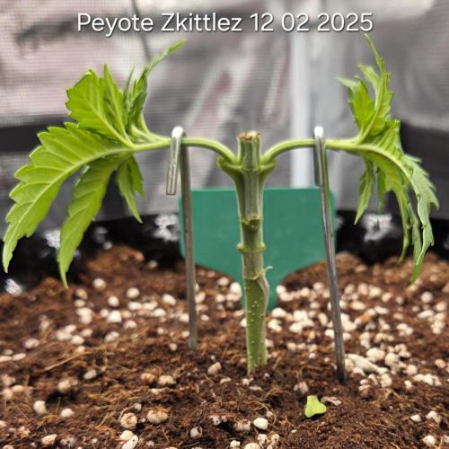 Peyote Zkittlez. Week 4