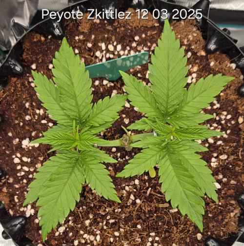Peyote Zkittlez. Week 4