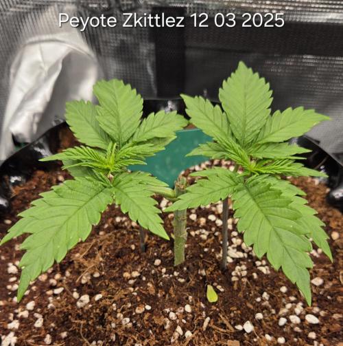 Peyote Zkittlez. Week 4