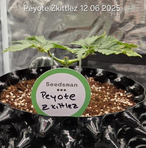 Peyote Zkittlez. Week 4