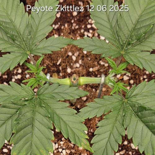 Peyote Zkittlez. Week 4