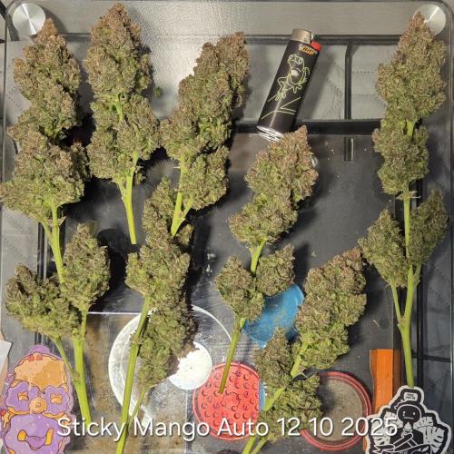 Five Plants One Goal. Week 13