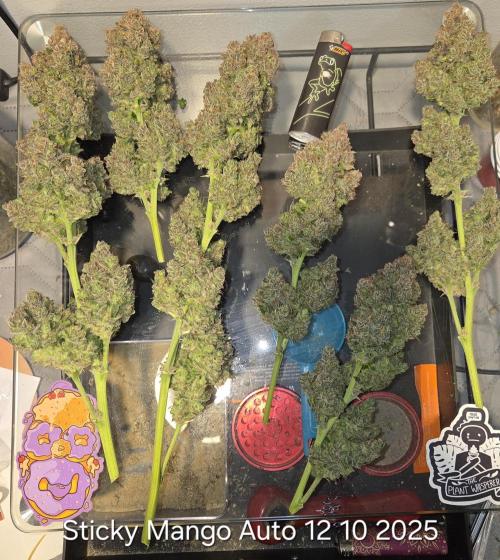 Five Plants One Goal. Week 13