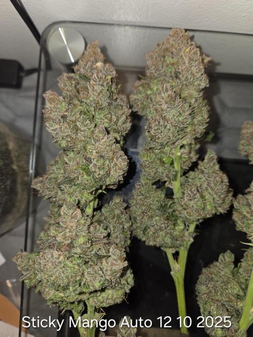 Five Plants One Goal. Week 13