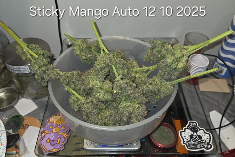 Five Plants One Goal. Week 13