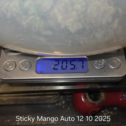 Five Plants One Goal. Week 13