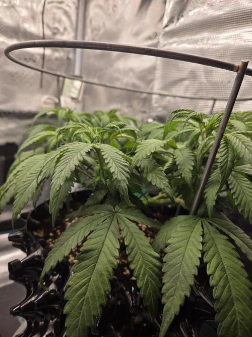 Glitter Gas/Peyote Zkittlez. Week 8