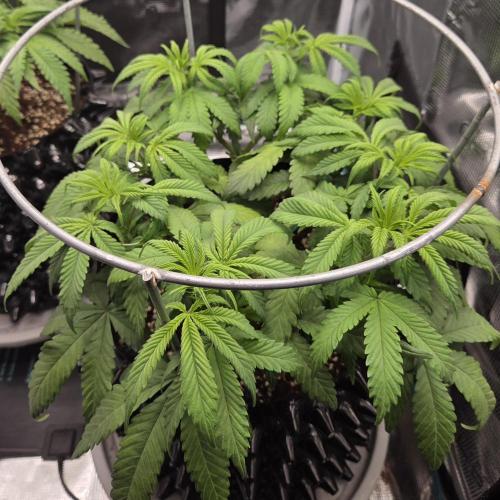 Glitter Gas/Peyote Zkittlez. Week 8