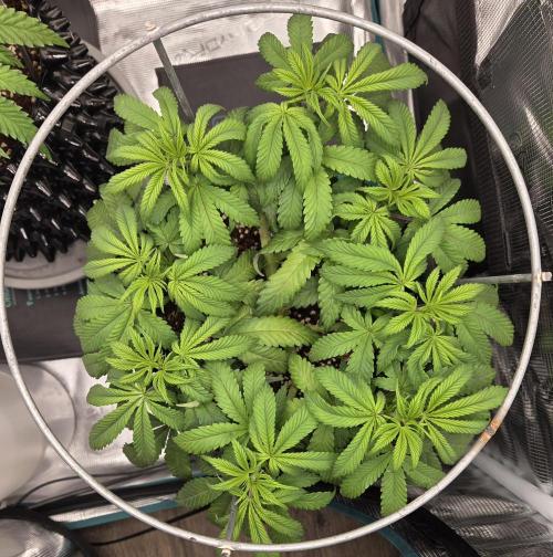 Glitter Gas/Peyote Zkittlez. Week 8