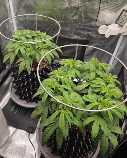 Glitter Gas/Peyote Zkittlez. Week 8