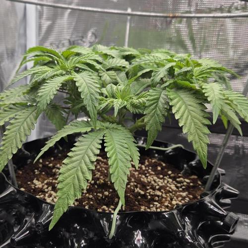 Glitter Gas/Peyote Zkittlez. Week 8