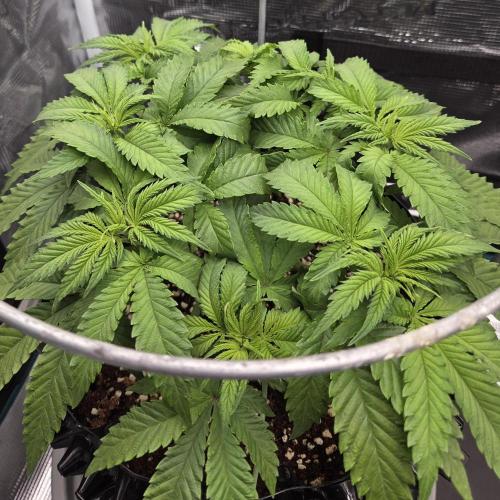 Glitter Gas/Peyote Zkittlez. Week 8