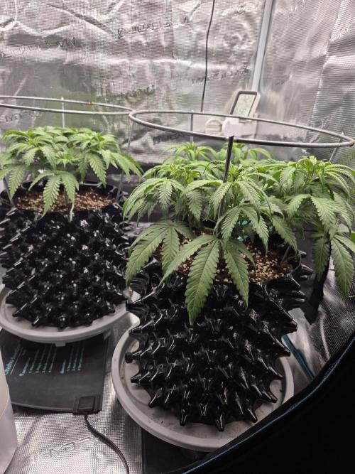 Glitter Gas/Peyote Zkittlez. Week 8