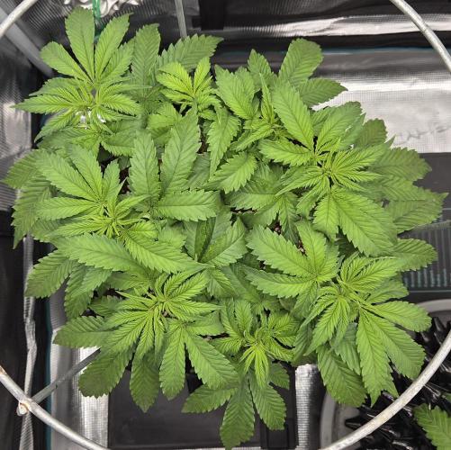 Glitter Gas/Peyote Zkittlez. Week 8