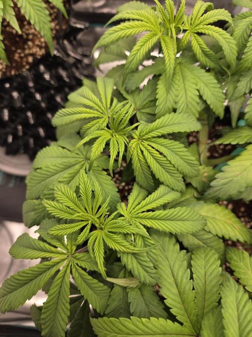 Glitter Gas/Peyote Zkittlez. Week 8