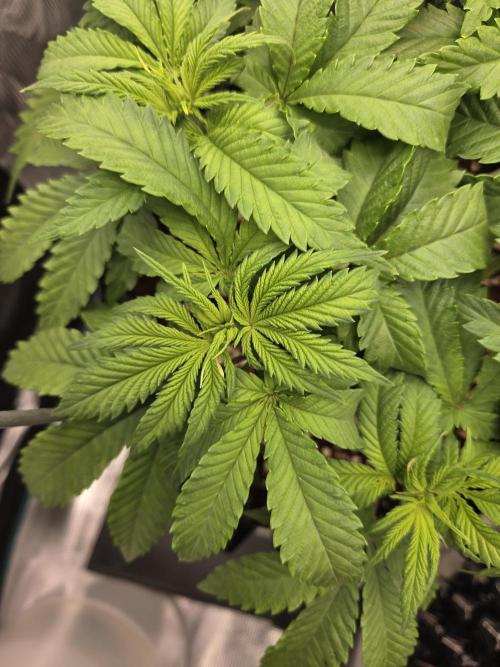 Glitter Gas/Peyote Zkittlez. Week 8