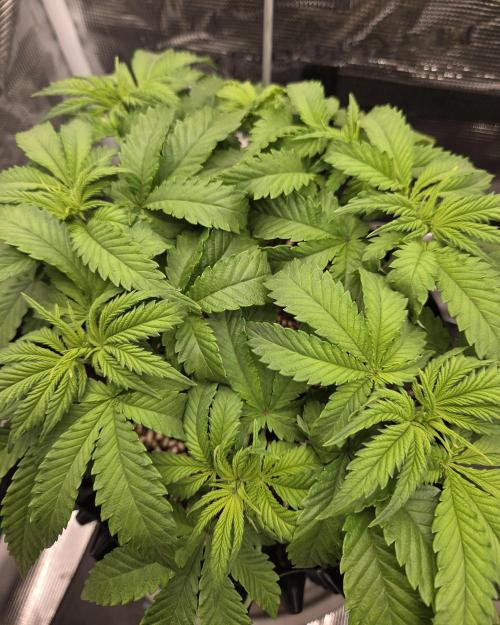 Glitter Gas/Peyote Zkittlez. Week 8