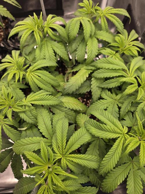 Glitter Gas/Peyote Zkittlez. Week 8