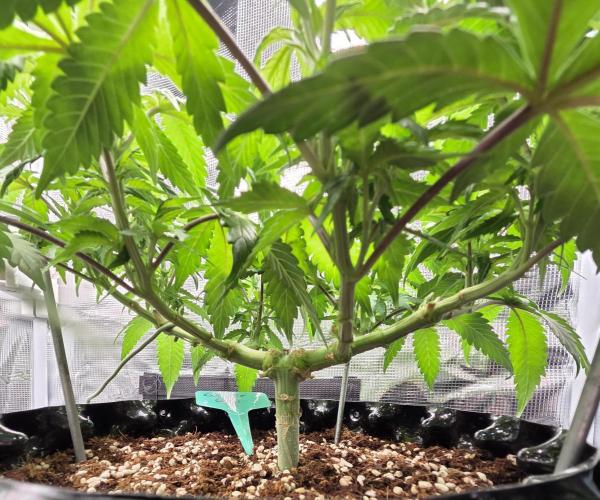 Glitter Gas/Peyote Zkittlez. Week 8