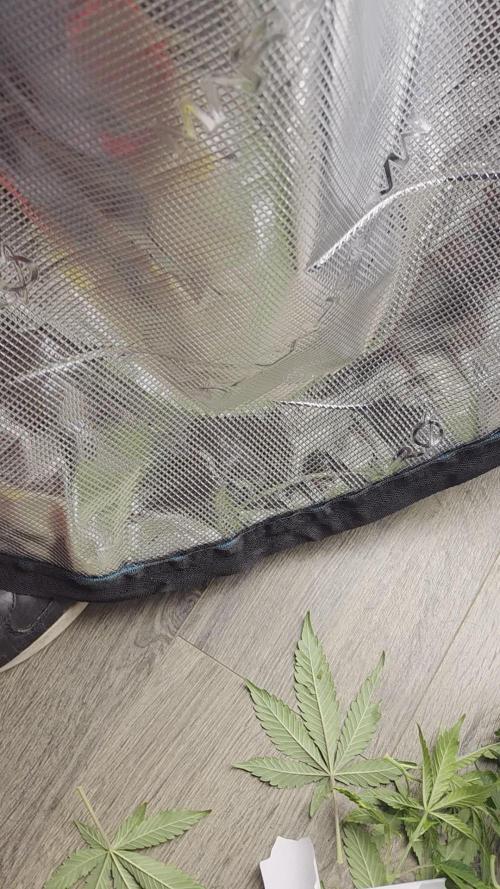 Glitter Gas/Peyote Zkittlez