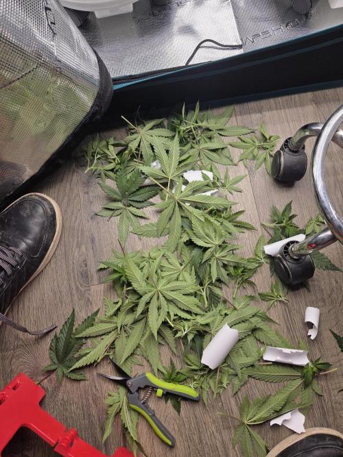 Glitter Gas/Peyote Zkittlez. Week 9