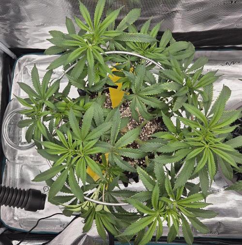 Glitter Gas/Peyote Zkittlez. Week 9