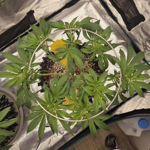 Glitter Gas/Peyote Zkittlez. Week 9