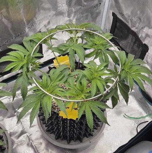 Glitter Gas/Peyote Zkittlez. Week 9