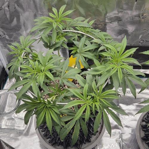 Glitter Gas/Peyote Zkittlez. Week 9