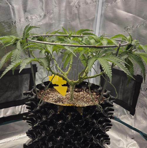 Glitter Gas/Peyote Zkittlez. Week 9