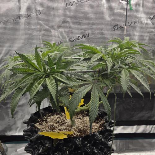 Glitter Gas/Peyote Zkittlez. Week 9