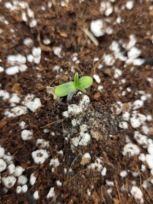 Pink Apple Soda Auto. Week 0