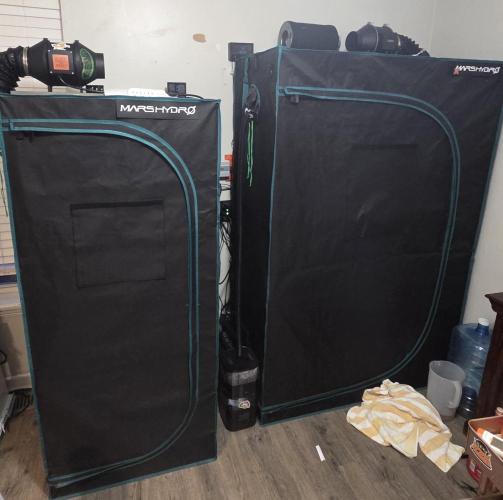 Pink Apple Soda Auto. Week 0