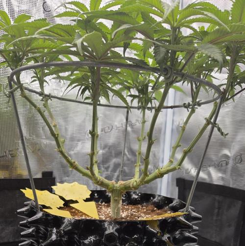 Glitter Gas/Peyote Zkittlez. Week 10